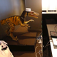 Front-desk robots.
